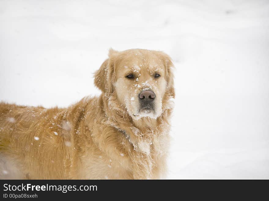 Golden retriever looking forward in the snow