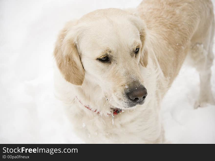 Golden retriever standing in the snow