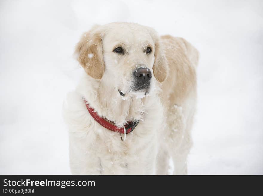 Golden retriever standing in the snow