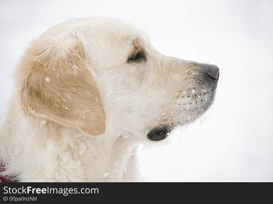 Head of a Golden retriever