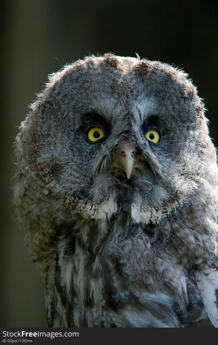 Great grey owl, Strix nebulosa