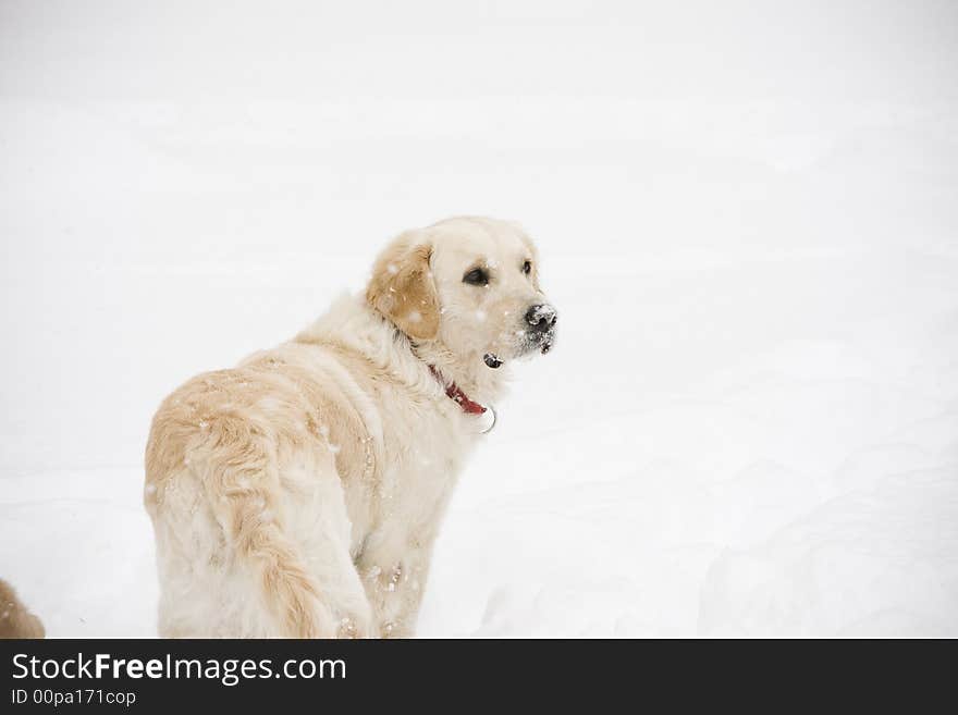 Golden Retriever