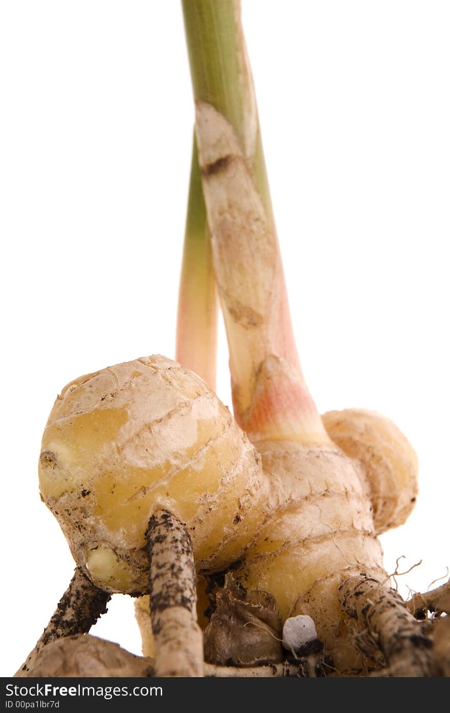 Fresh ginger root. plant isolated on the white background