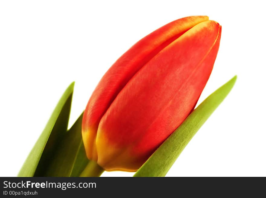 Red tulip single flower isolated on white,close-up