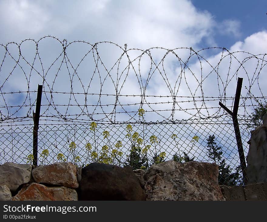 Yellow flowers growing on the stones under barbed wire on the background of clouded sky. Yellow flowers growing on the stones under barbed wire on the background of clouded sky