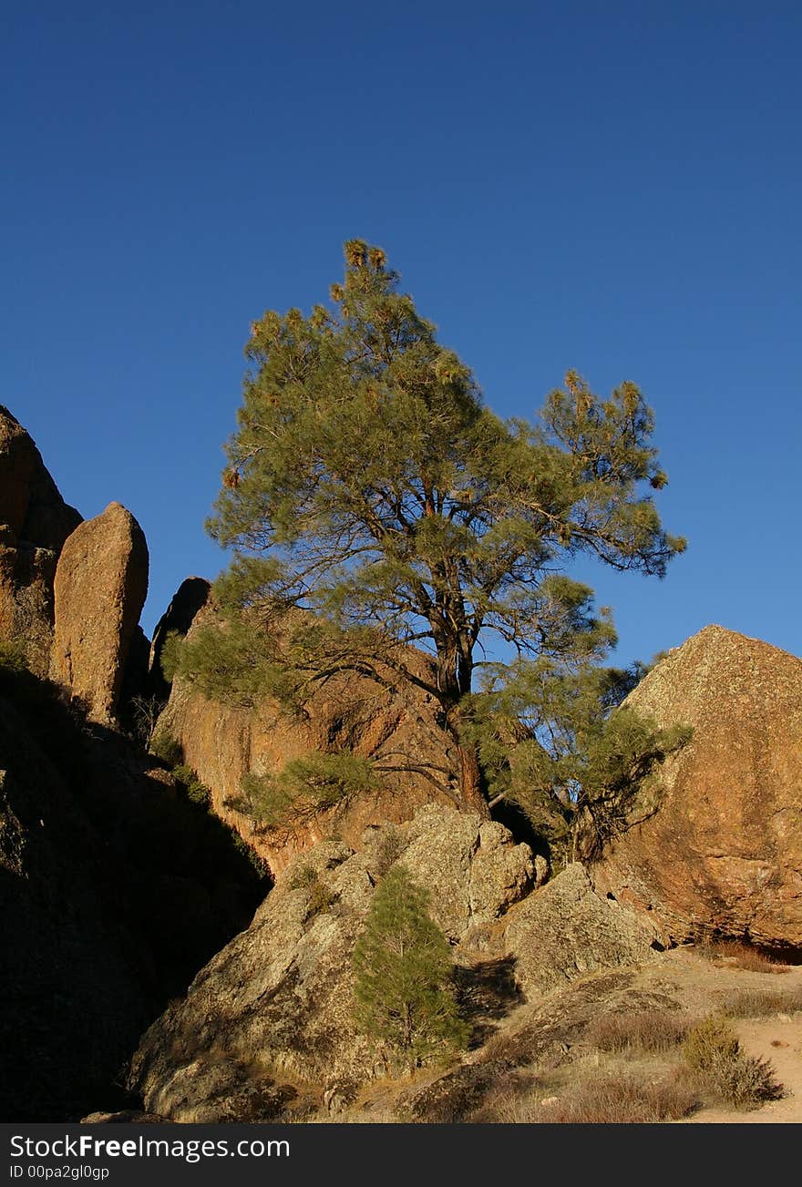 A lone tree sits atop a cliff side.