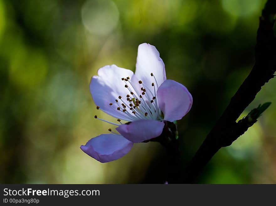 A peachblossom flower is blooming. A peachblossom flower is blooming