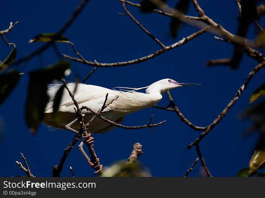 A egret stand a branch