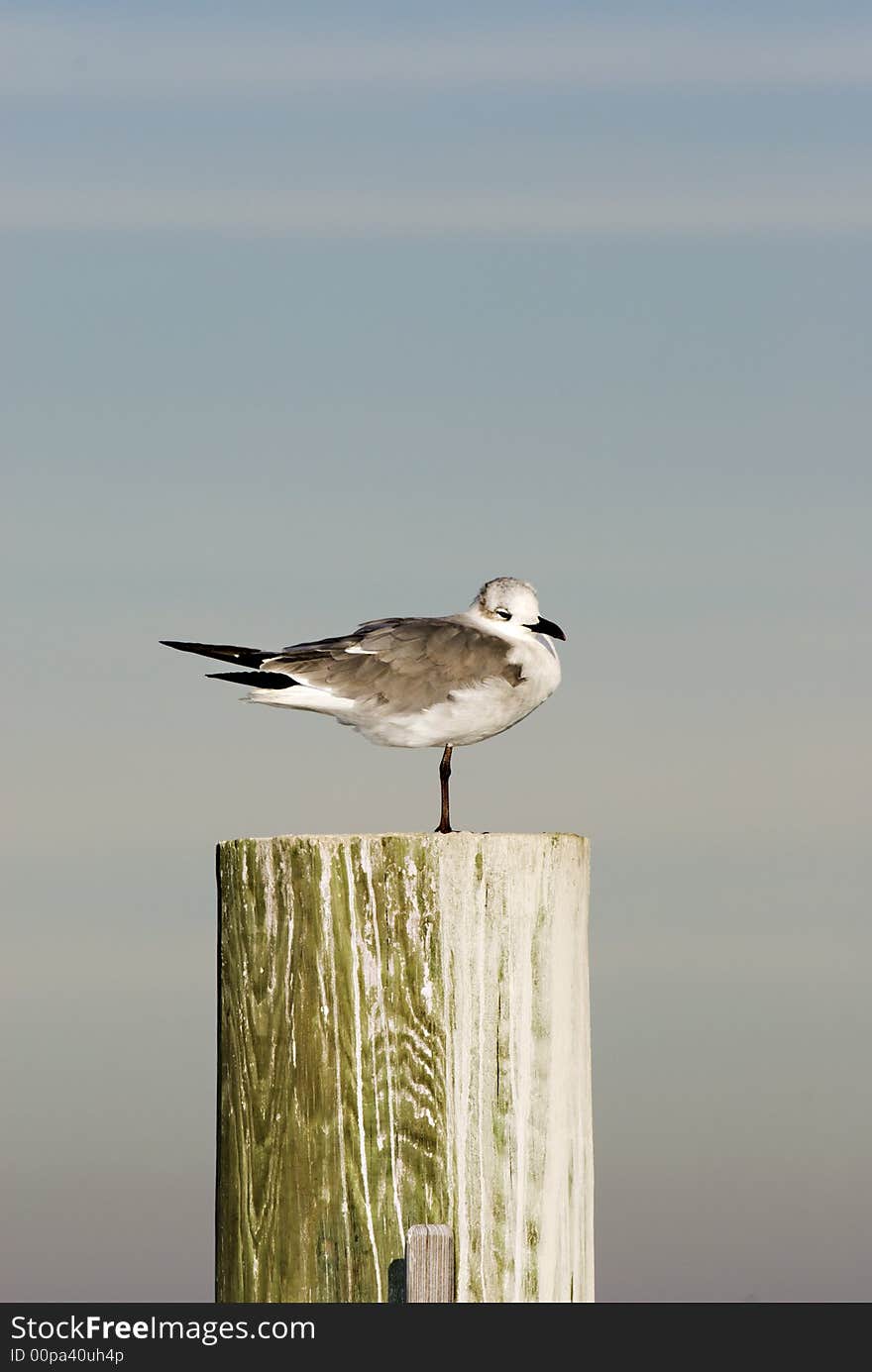 Seagull standing on one leg