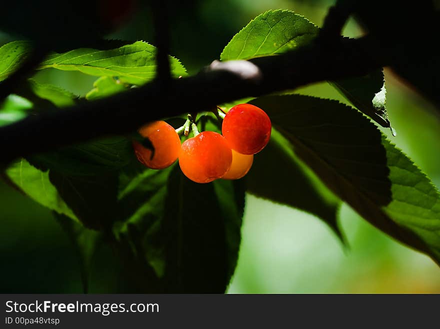 Four red cherrys is mature