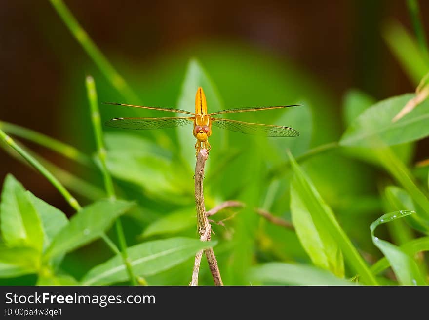 A golden dragonfly is having a rest