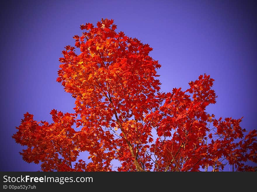 Red Tree