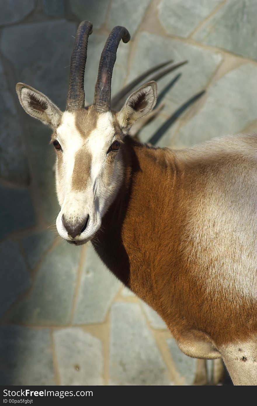 An antelope have long horn