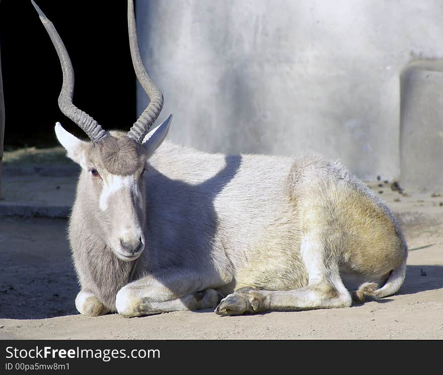 An white antelope have long horn