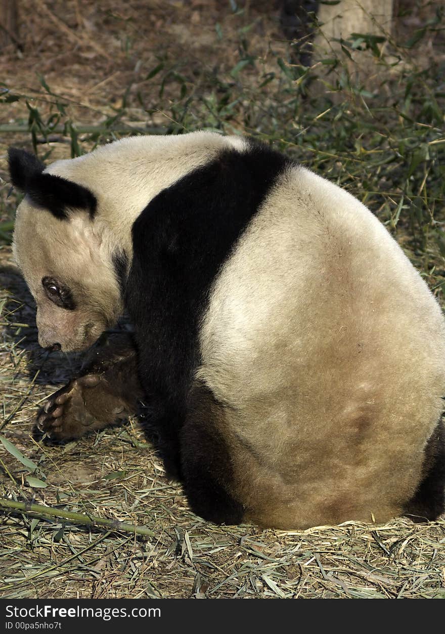 Panda