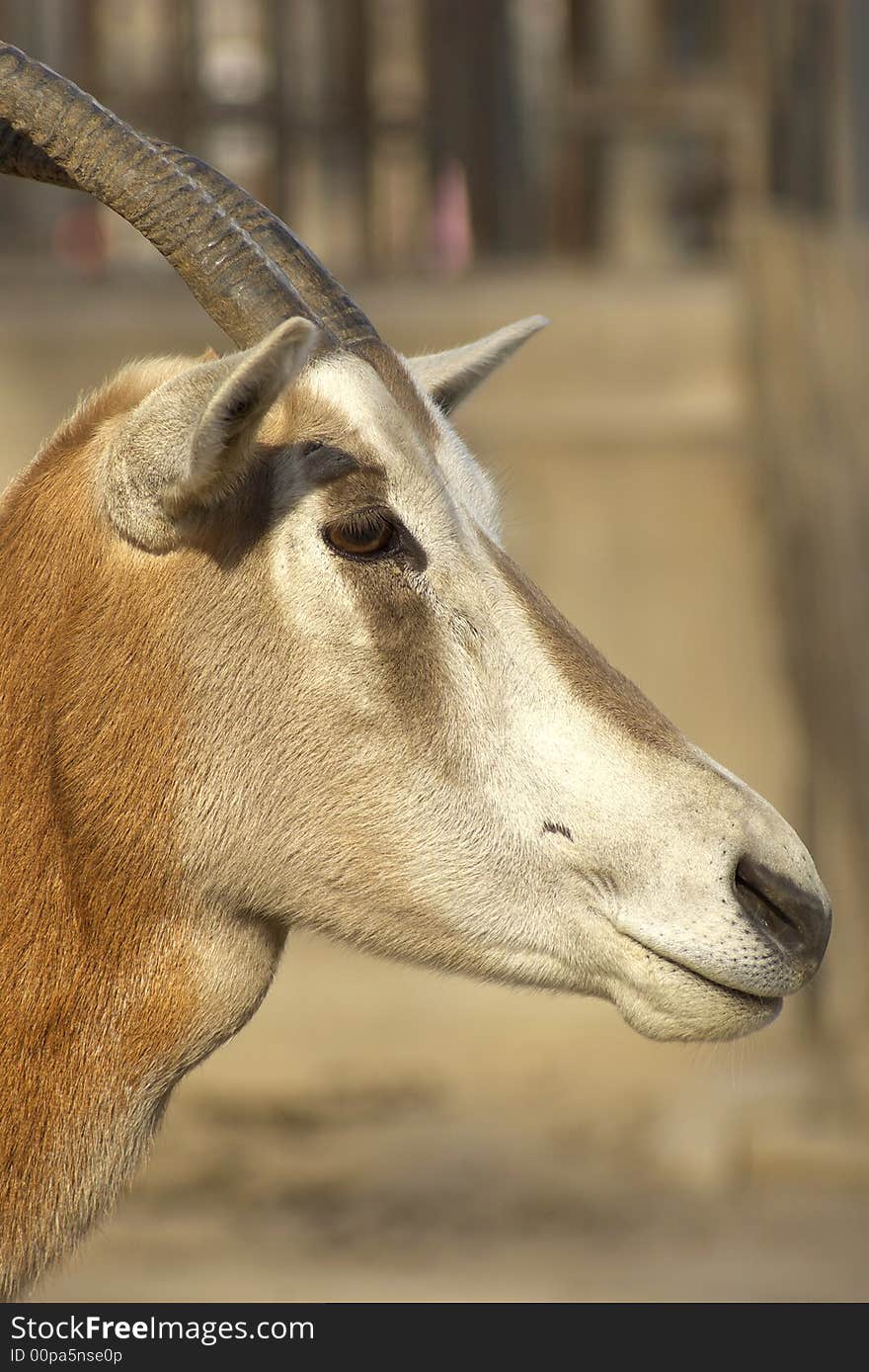 An antelope have long horn in sunshine