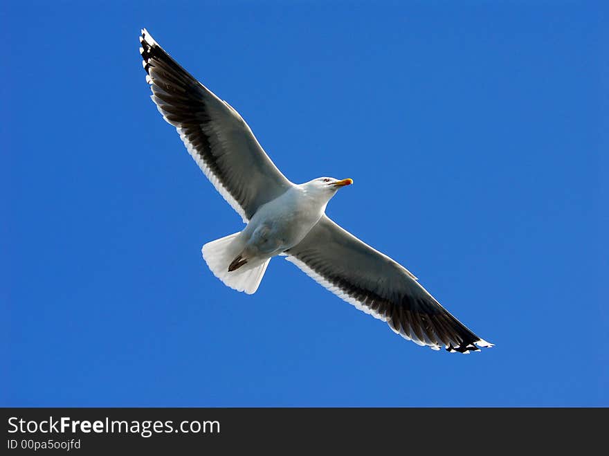 A seagull (Larus michahellis)