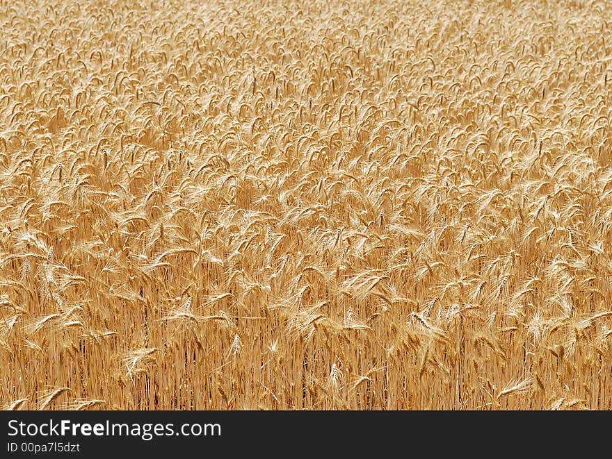 Ripping barley