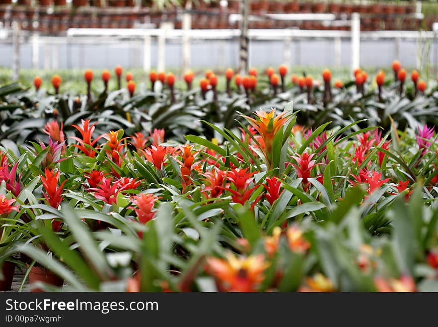 Bromeliads in Bloom