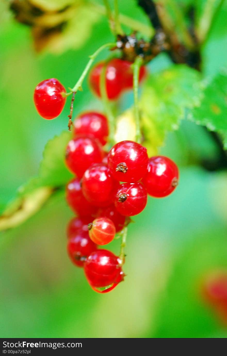 Red currant