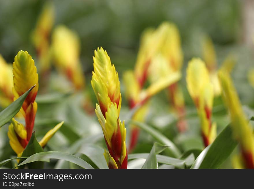 Exotic bromeliads in a commercial green house. Exotic bromeliads in a commercial green house