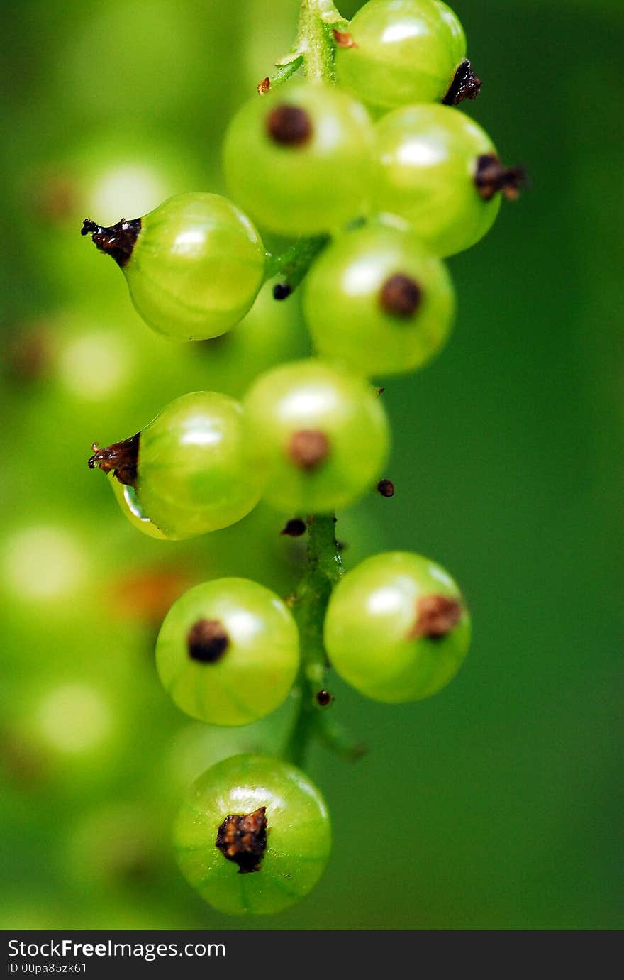 Unripe red currant growing on a plant