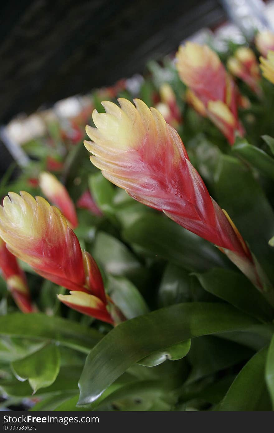 Exotic bromeliads in a commercial green house. Exotic bromeliads in a commercial green house