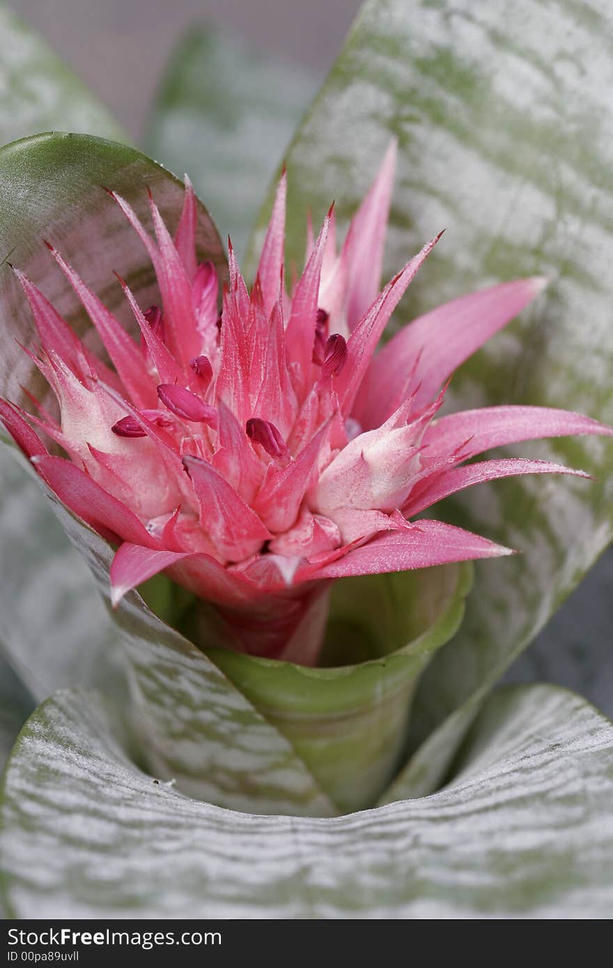 Exotic bromeliads in a commercial green house. Exotic bromeliads in a commercial green house