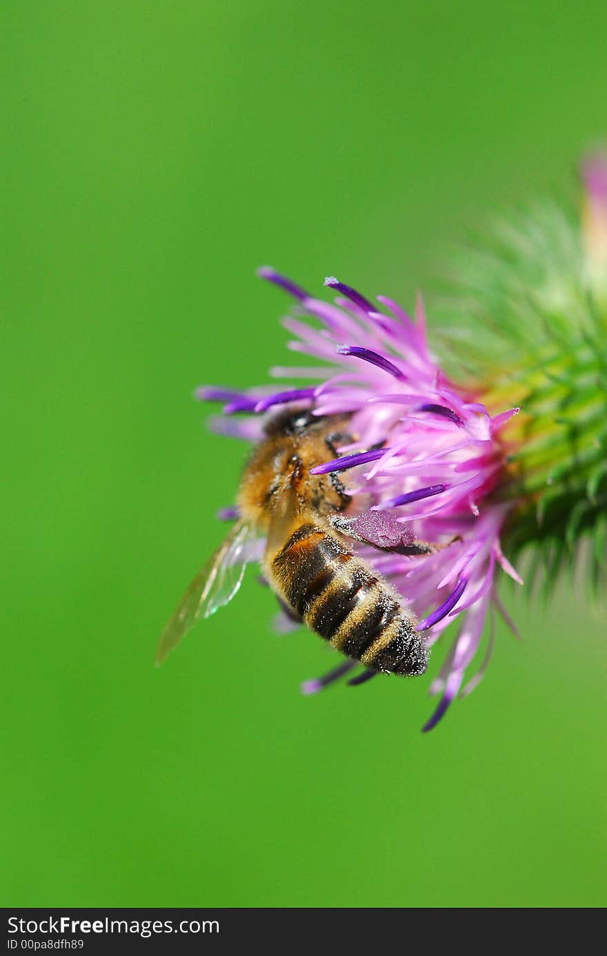 A thistle bloom with a honeybee. A thistle bloom with a honeybee