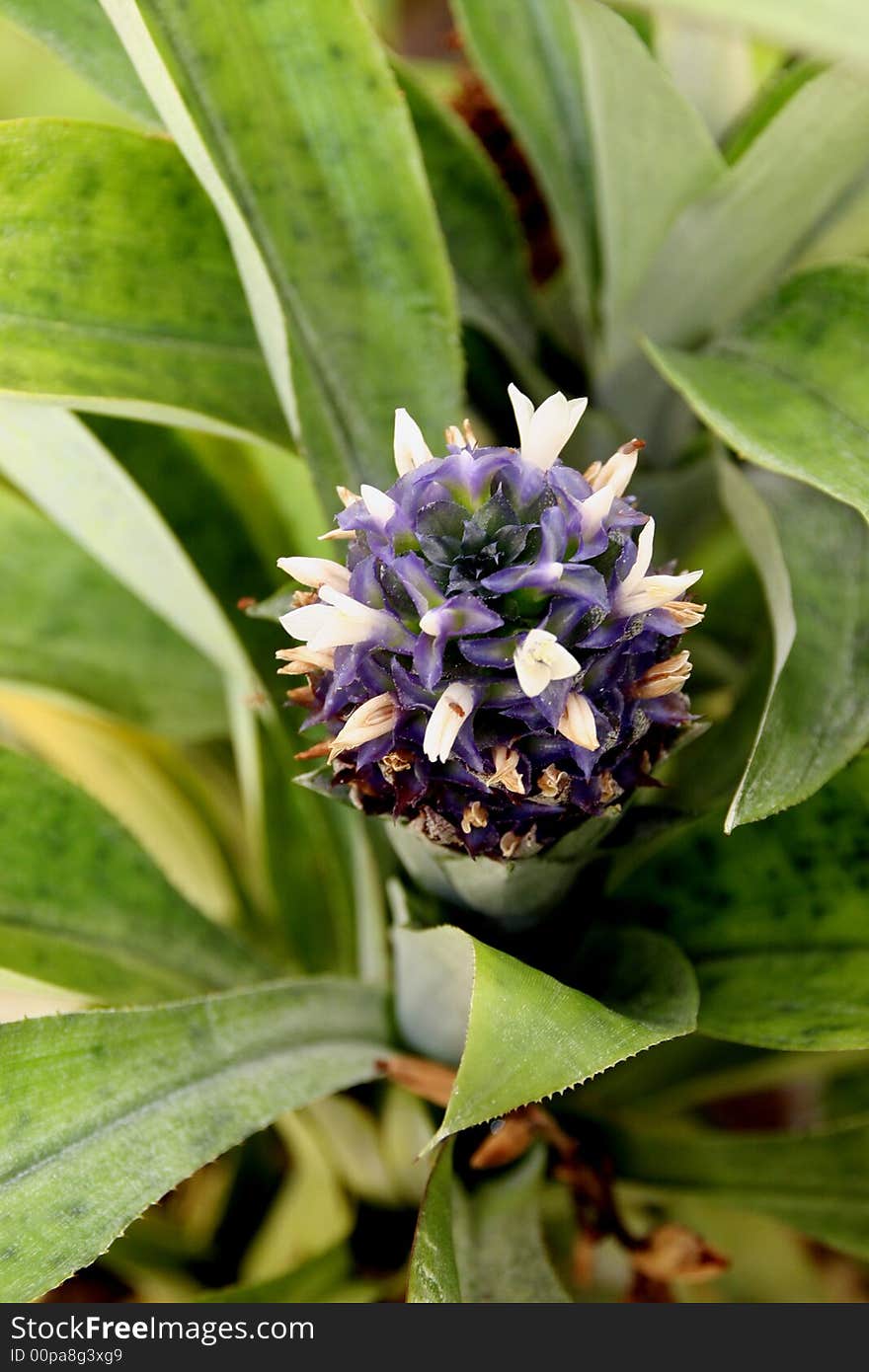 Exotic bromeliads in a commercial green house. Exotic bromeliads in a commercial green house