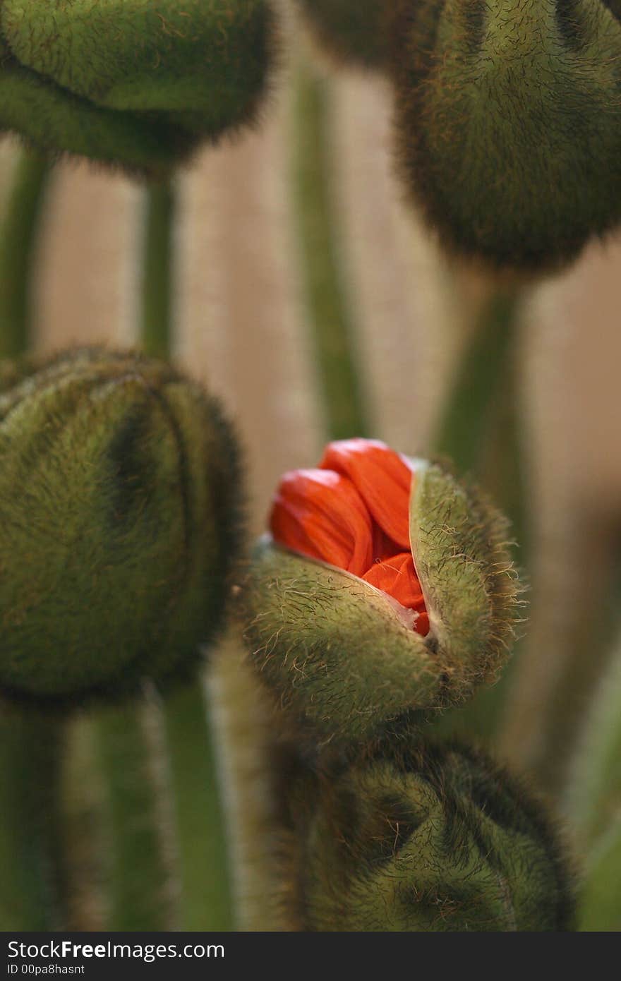 Close up of orange poppy blossoms and stalks