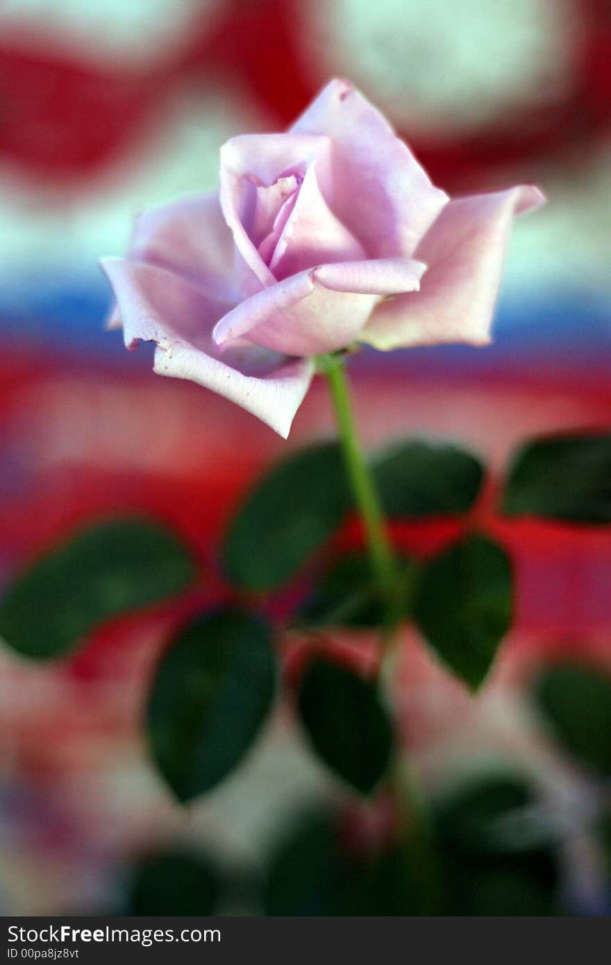 Close up a fragrant Sterling Rose blossom