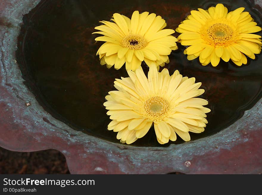 Yellow Gerbera Daisies floating in a bird bath