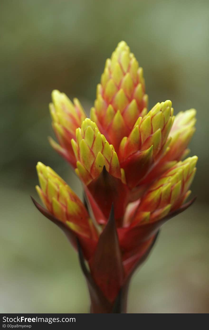 Bromeliad in bloom in a greenhouse. Bromeliad in bloom in a greenhouse