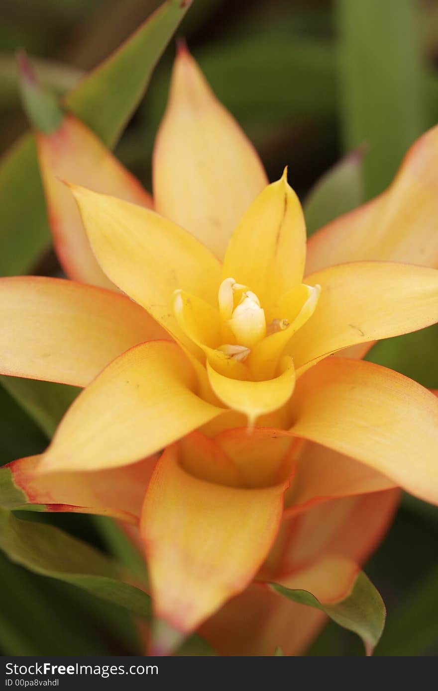 Bromeliad in bloom in a greenhouse. Bromeliad in bloom in a greenhouse