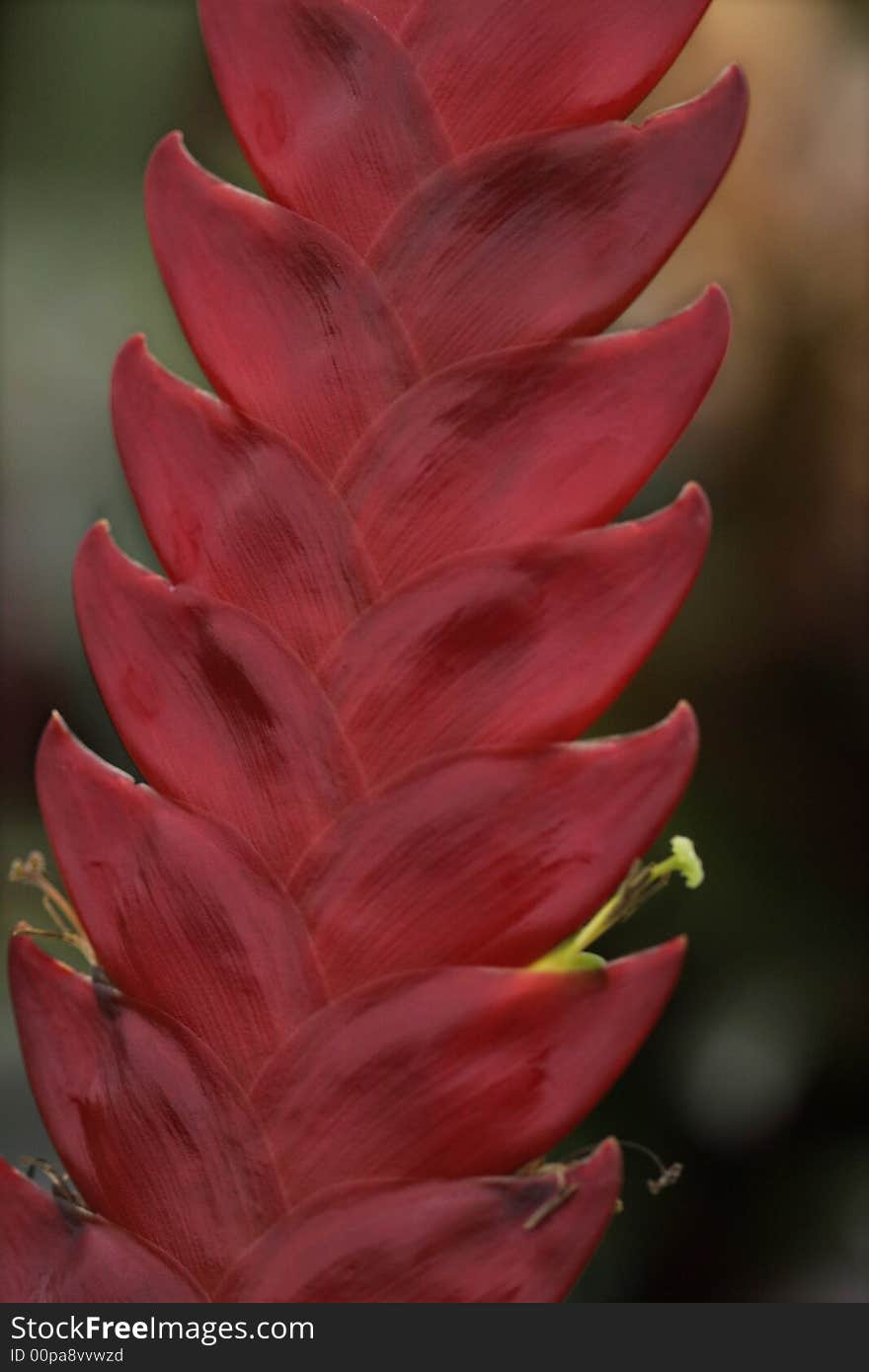 Bromeliad in bloom in a greenhouse. Bromeliad in bloom in a greenhouse