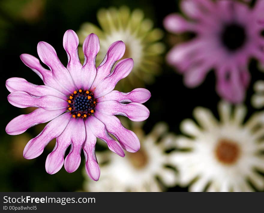 A bright purple blossom on drought tolerant ground cover. A bright purple blossom on drought tolerant ground cover