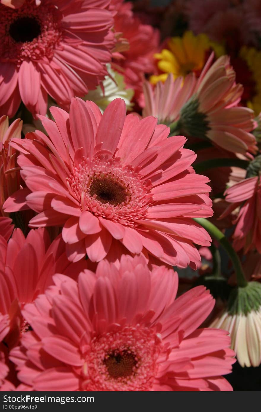 Dusty rose colored Gerbera Daisies at the Farmer's Market