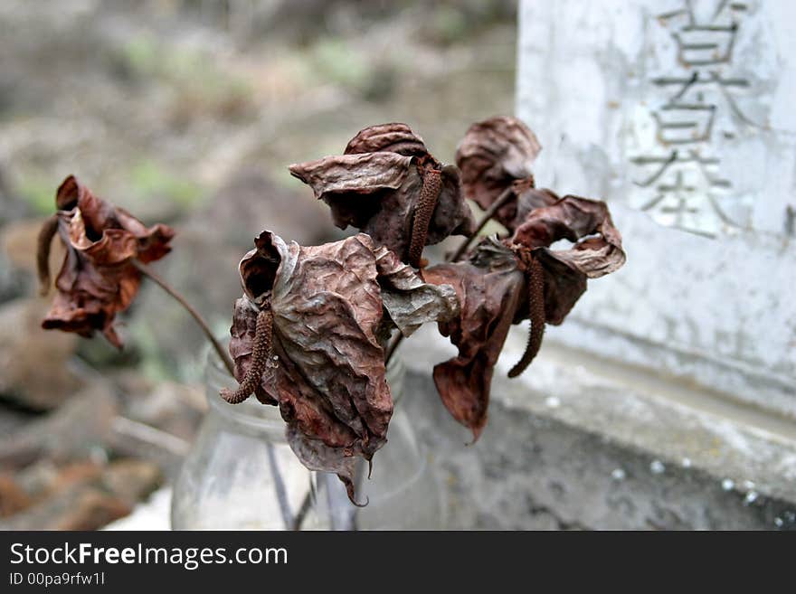 Dry Antheriums at a Cemetary