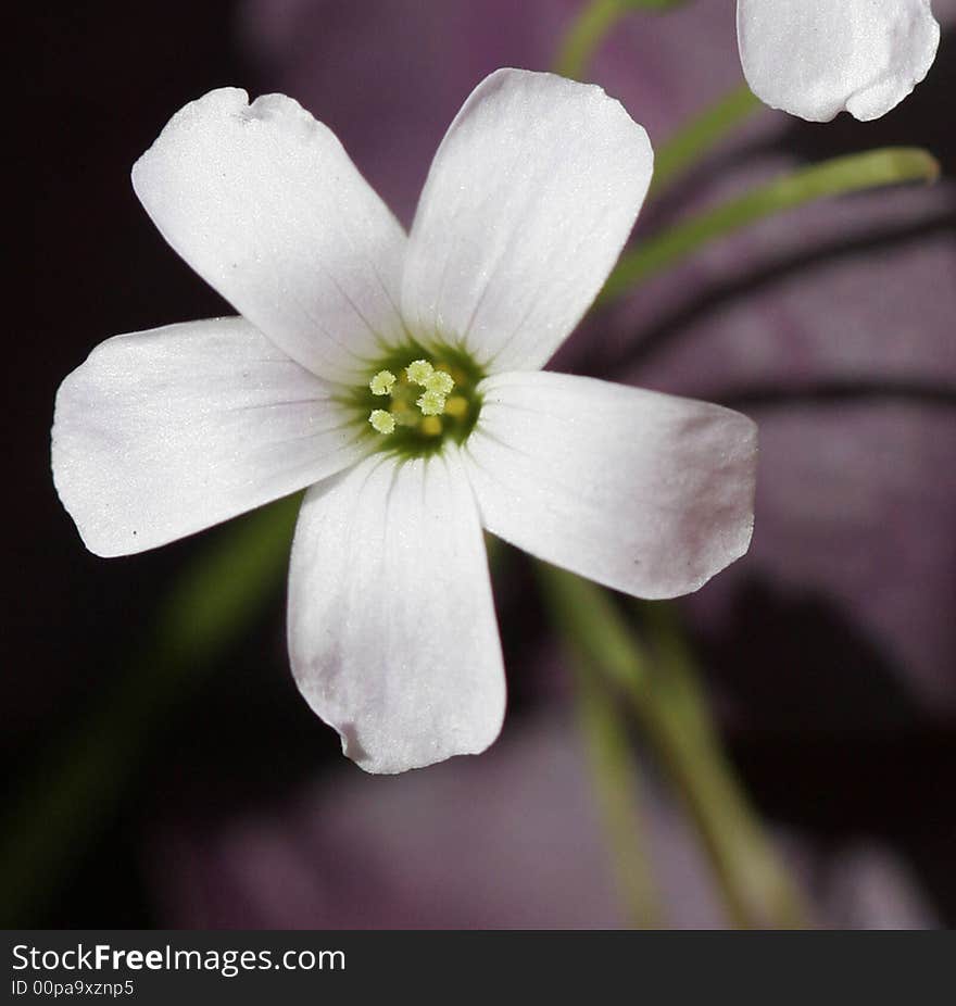 A clover blossom in the grass