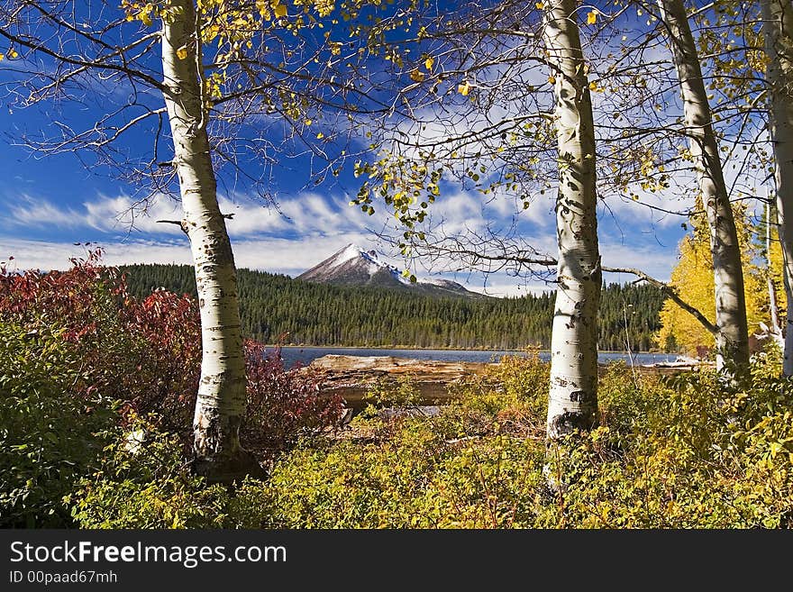 View of lake and mountian through a group of Aspen Trees. View of lake and mountian through a group of Aspen Trees