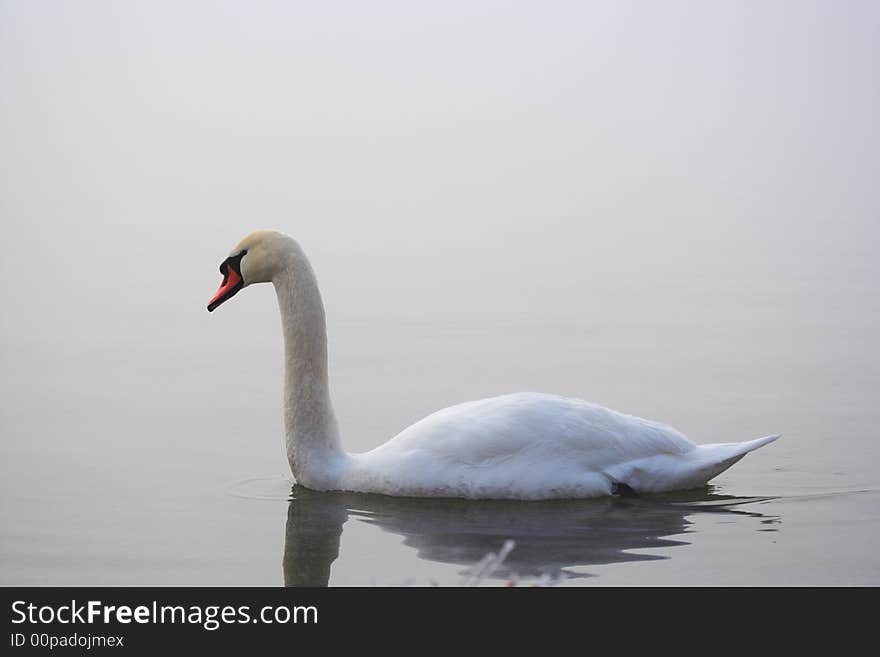 Swan in the mist