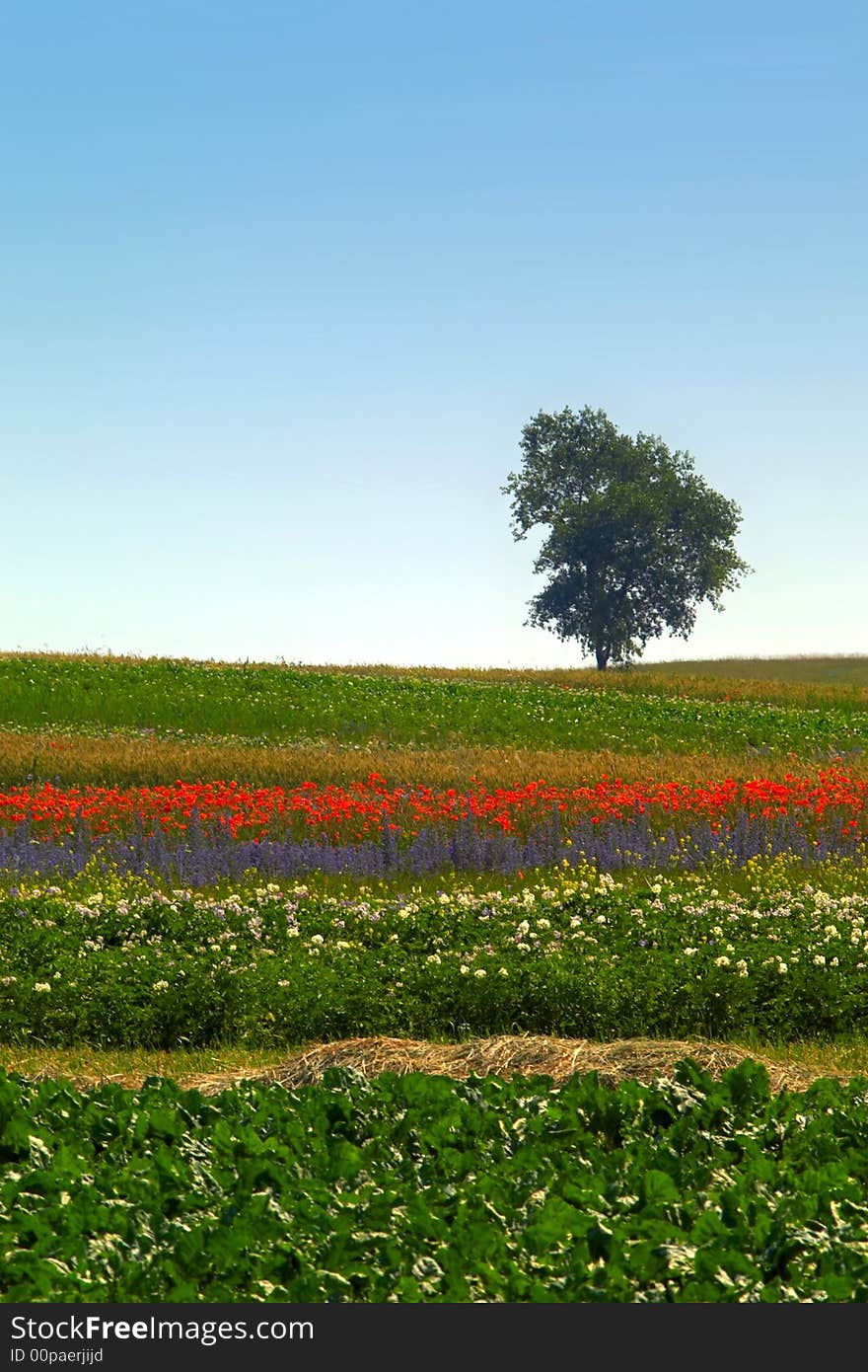 An image of  tree on green field