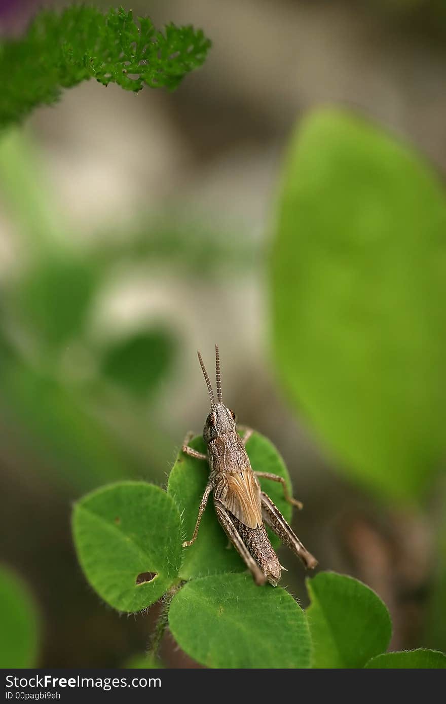 Grasshopper