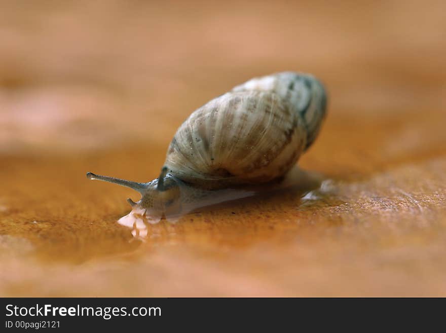 Wet small snail on a brown field