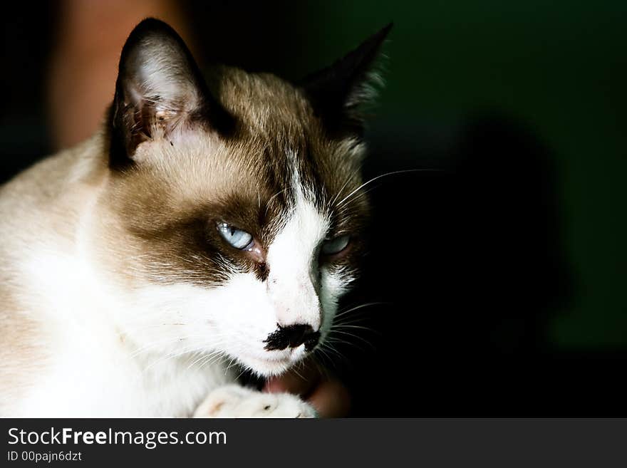 Image of a Asian cat is staring at something. And it has a black colour over its mouth look like a human's mustache. Image of a Asian cat is staring at something. And it has a black colour over its mouth look like a human's mustache.