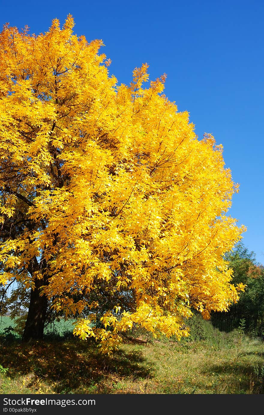 Yellow alone maple against the blue sky and green grass. Yellow alone maple against the blue sky and green grass