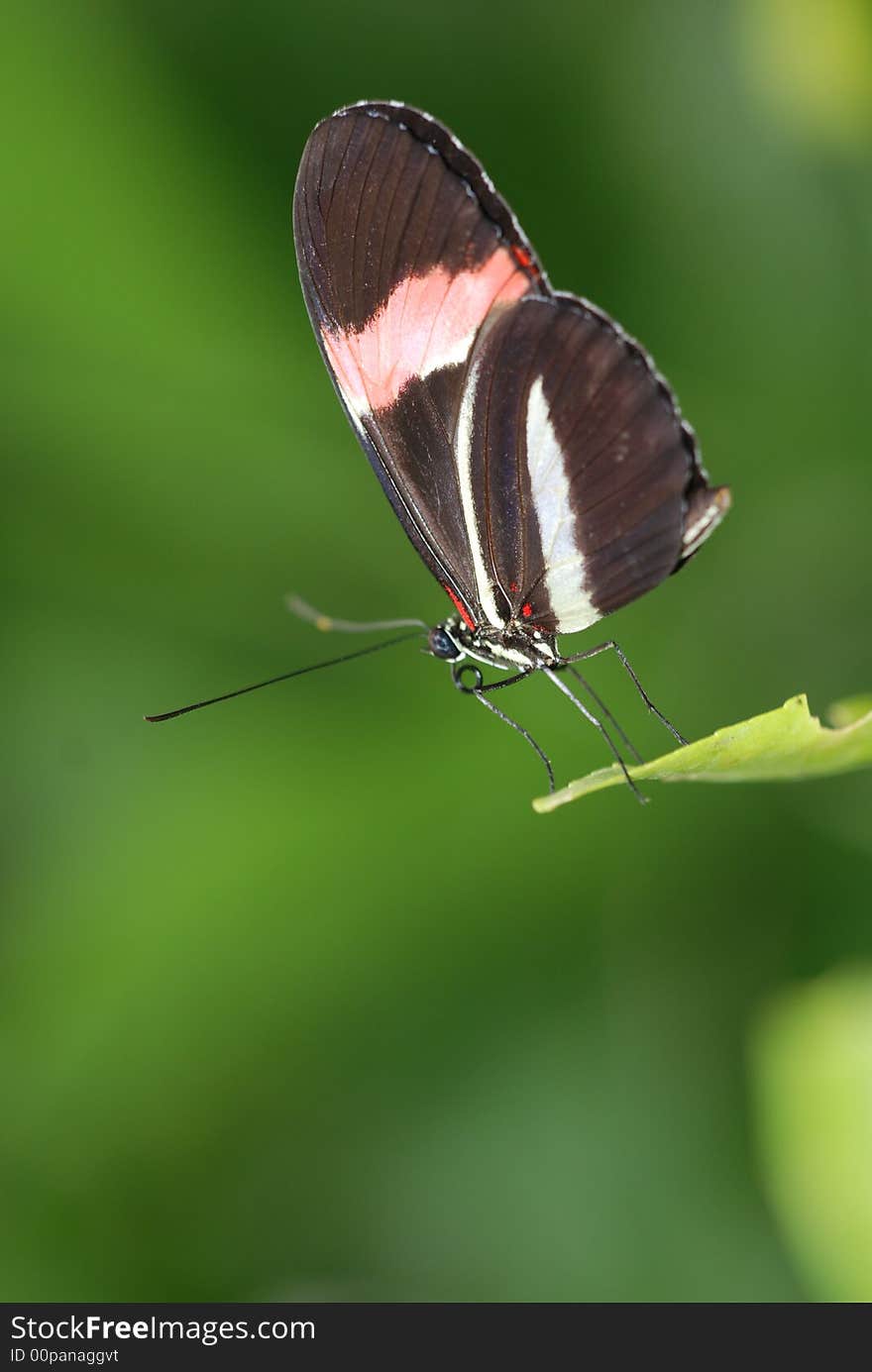 A macro shot of a butterfly sat on a leaf