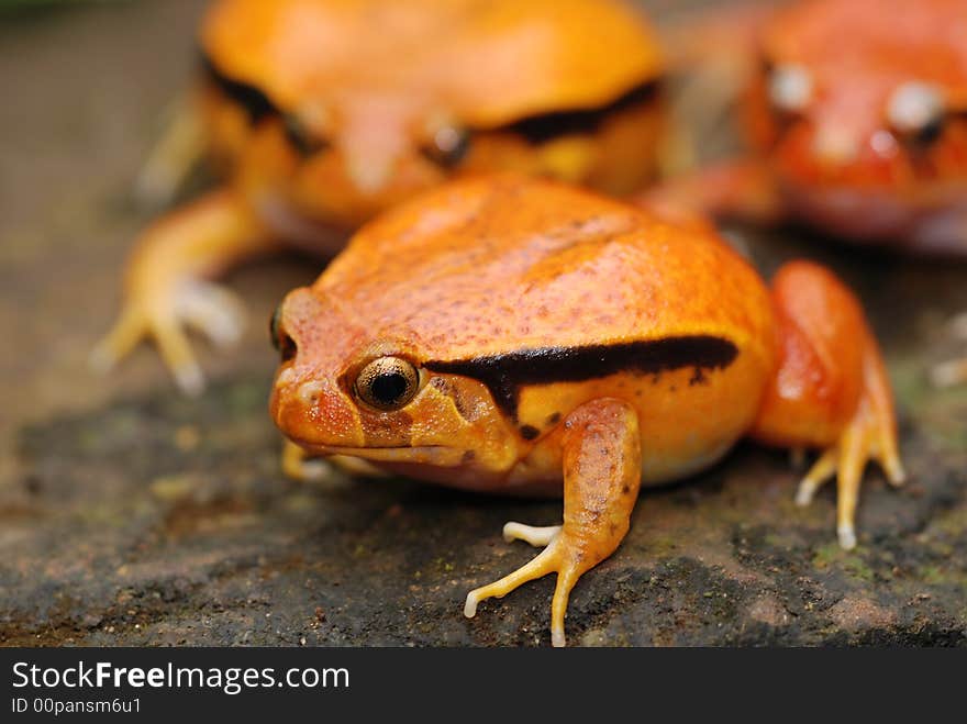 Orange fake tomato frog sat on a rock. Orange fake tomato frog sat on a rock