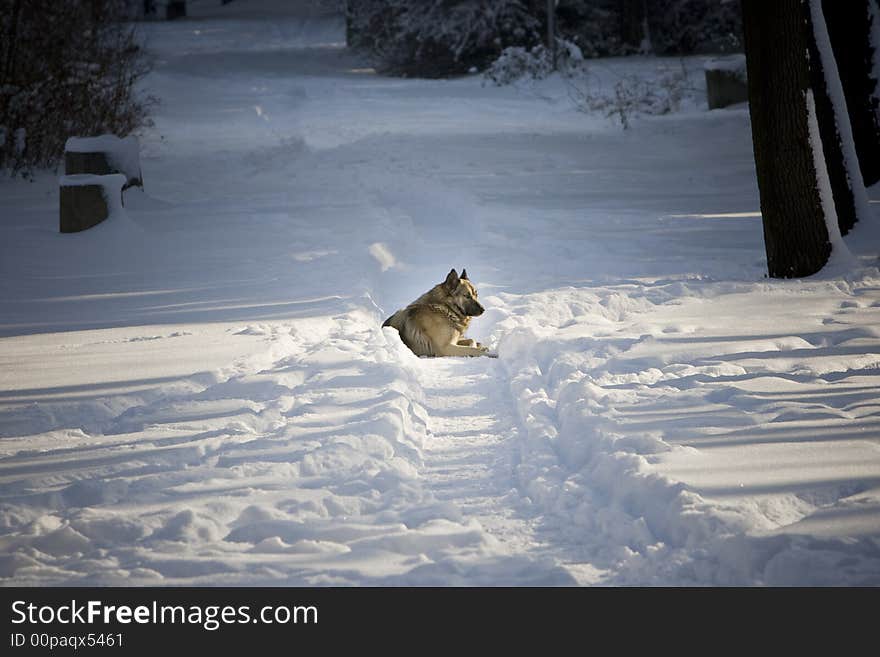 Dog laying in the snow. Dog laying in the snow